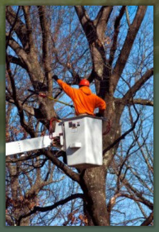 Tree Service Nashua | Tree Trimming