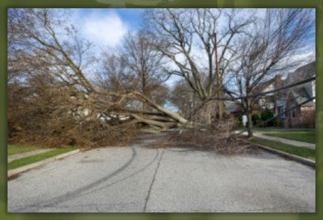 Tree Service Nashua | Hazardous Tree
