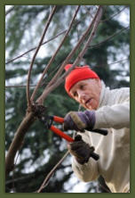 Tree Service Nashua | Tree Trimming & Pruning
