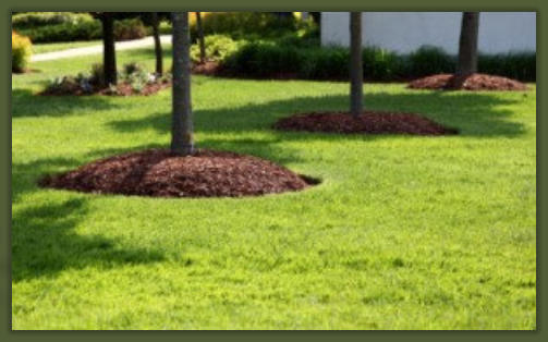 Tree Service Nashua | Tree Fertilizing