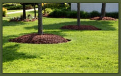 Tree Service Nashua | Tree Fertilizing